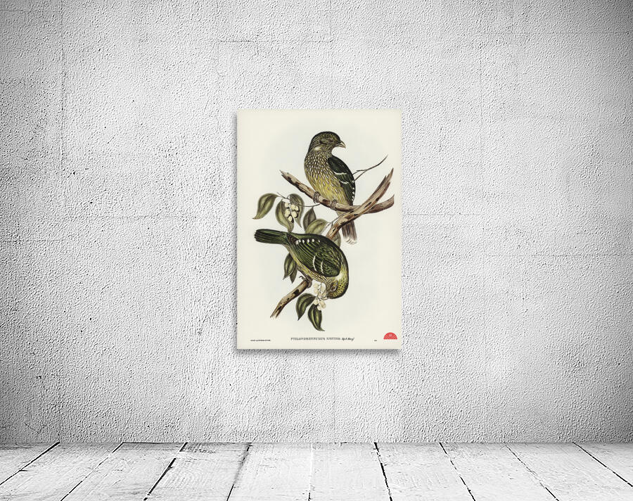 Cat Bird Ptilonorhynchus Smithii illustrated by Elizabeth Gould 1804–1841 for John Gould’s 1804-1881 Birds of Australia  Wall Preview