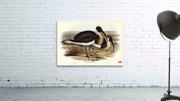 Straw-necked Ibis Geronticus spinicollis illustrated by Elizabeth Gould 1804–1841 for John Gould’s 1804-1881 Birds of Australia  Wall Preview