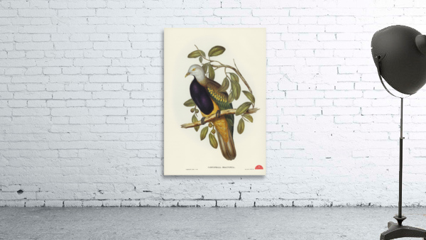 Magnificent Fruit Pigeon Carpophaga magnifica illustrated by Elizabeth Gould 1804–1841 for John Gould’s 1804-1881 Birds of Australia  Wall Preview