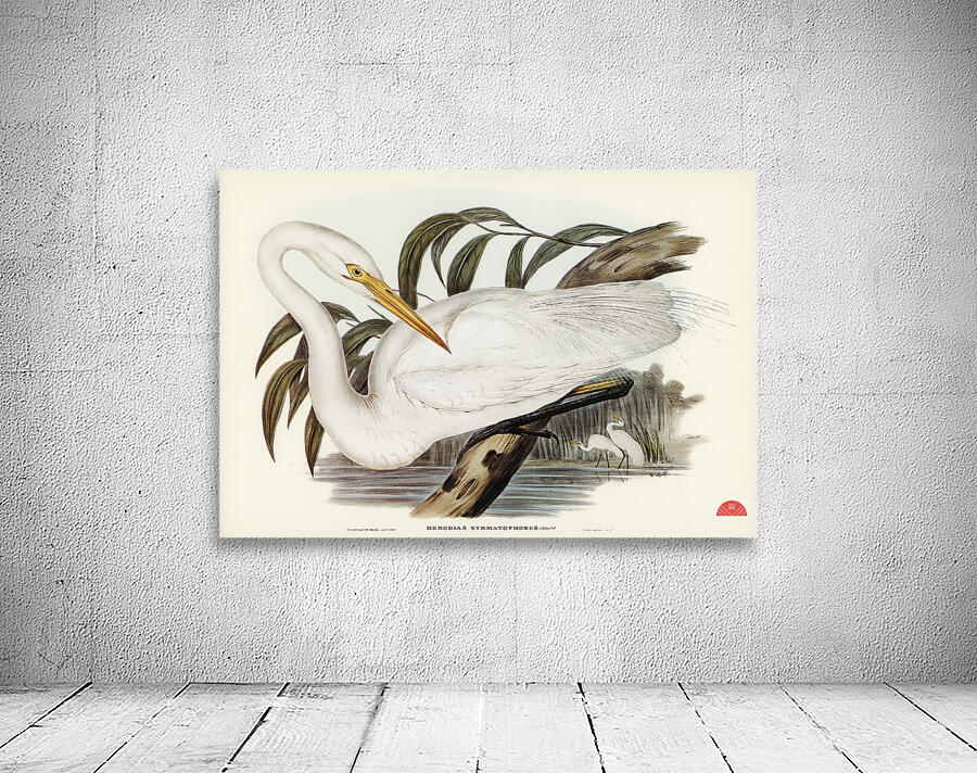 Australian Egret Hrodias syrmatophorus illustrated by Elizabeth Gould 1804–1841 for John Gould’s 1804-1881 Birds of Australia  Wall Preview