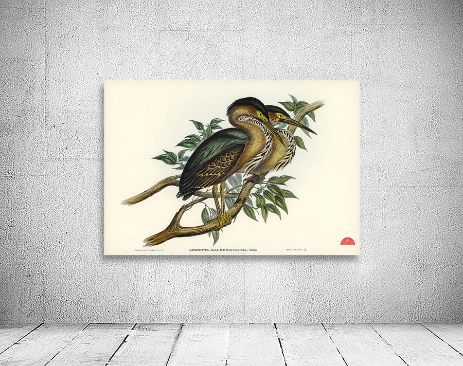 Thick-billed Green Bittern Ardetta macrorhyncha illustrated by Elizabeth Gould 1804–1841 for John Gould’s 1804-1881 Birds of Australia  Wall Preview