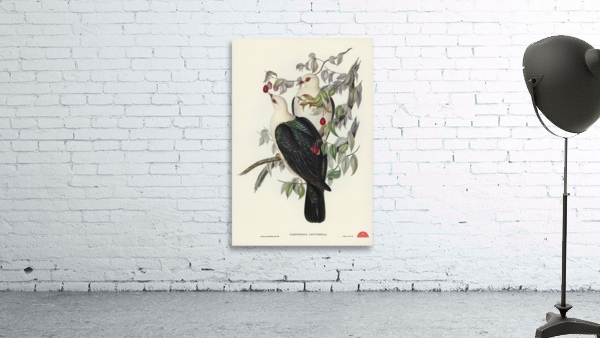 White-headed Fruit Pigeon Carpophaga leucomela illustrated by Elizabeth Gould 1804–1841 for John Gould’s 1804-1881 Birds of Australia  Wall Preview