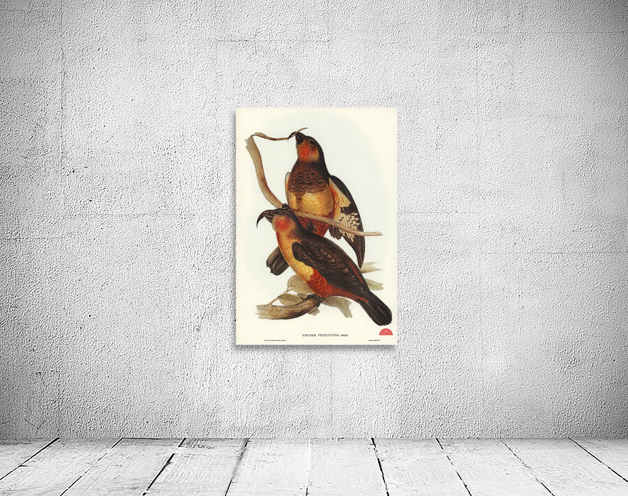 Philip Island Parrot Nestor productus illustrated by Elizabeth Gould 1804–1841 for John Gould’s 1804-1881 Birds of Australia  Wall Preview