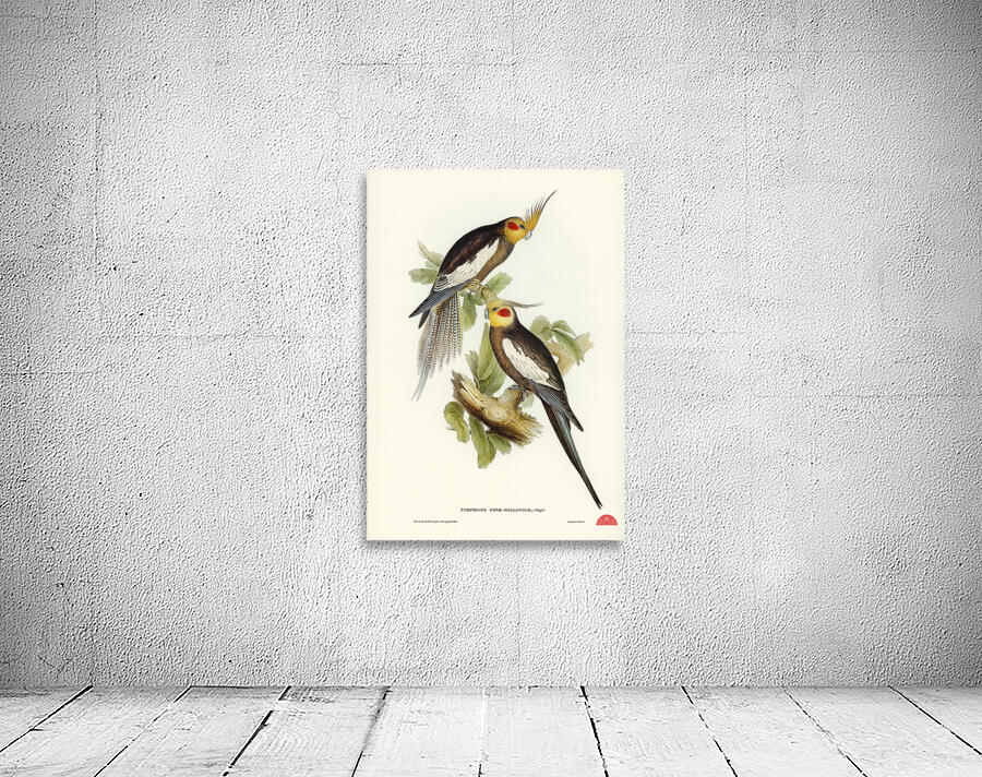 Cockatoo Parakeet Nymphicus Novae Hollandiae illustrated by Elizabeth Gould 1804–1841 for John Gould’s 1804-1881 Birds of Australia  Wall Preview