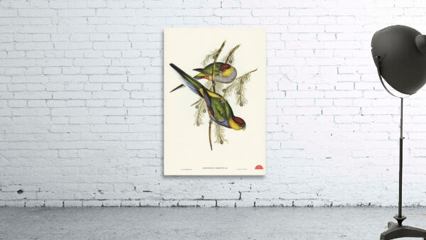 Red-capped Parakeet Platycercus pileatus illustrated by Elizabeth Gould 1804–1841 for John Gould’s 1804-1881 Birds of Australia  Wall Preview