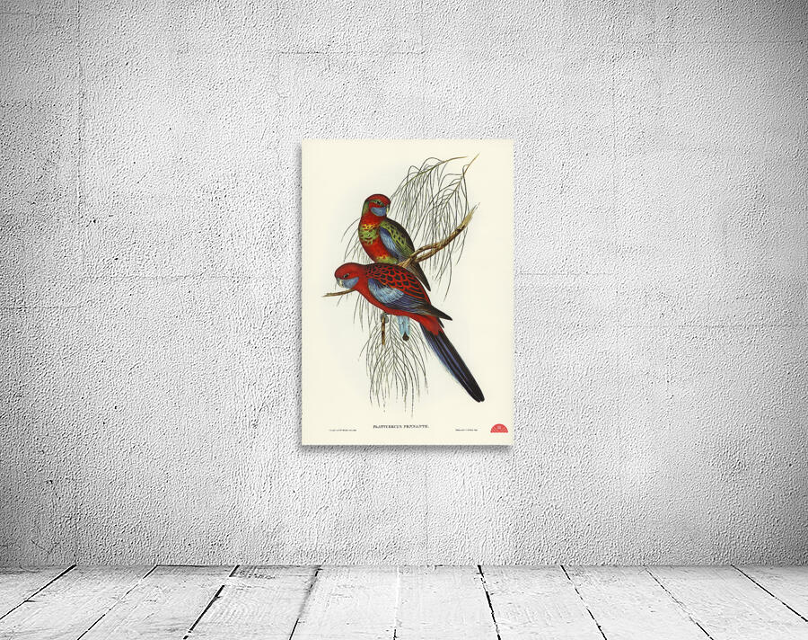 Pennants Parakeet Platycercus Pennantii illustrated by Elizabeth Gould 1804–1841 for John Gould’s 1804-1881 Birds of Australia  Wall Preview