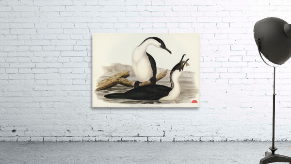 White-breasted Cormorant Phalacrocorax leucogaster illustrated by Elizabeth Gould 1804–1841 for John Gould’s 1804-1881 Birds of Australia  Wall Preview