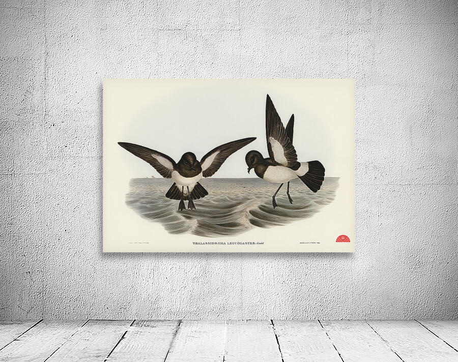 John Gould Birds of Australia 637 Wall Preview