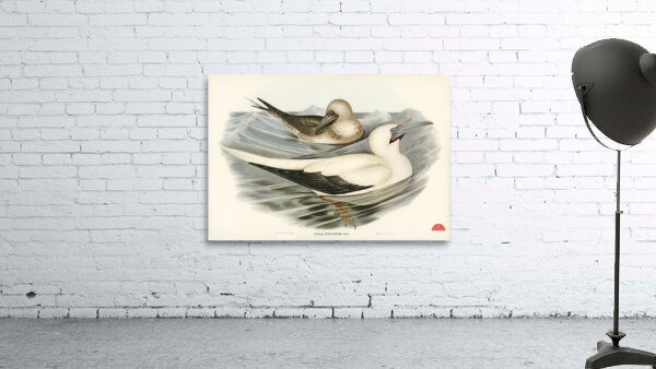 Red-legged Gannet Sula piscator illustrated by Elizabeth Gould 1804–1841 for John Gould’s 1804-1881 Birds of Australia  Wall Preview