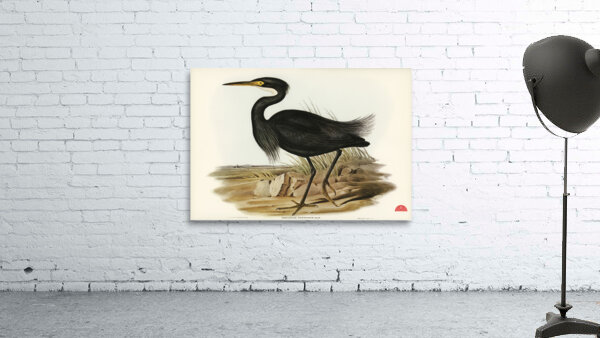 Sombre Egret Herodias pannosus illustrated by Elizabeth Gould 1804–1841 for John Gould’s 1804-1881 Birds of Australia  Wall Preview