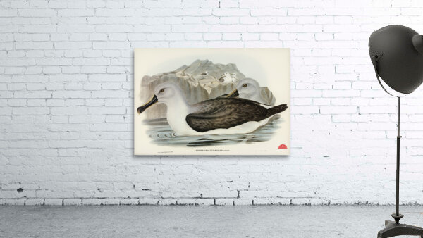 Culminated Albatros Diomedea culminata illustrated by Elizabeth Gould 1804–1841 for John Gould’s 1804-1881 Birds of Australia  Wall Preview