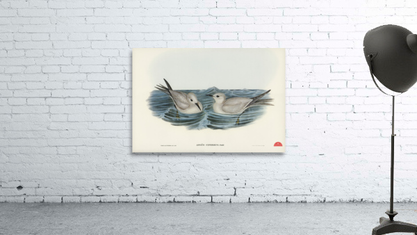 Grey Noddy Anous cinereus illustrated by Elizabeth Gould 1804–1841 for John Gould’s 1804-1881 Birds of Australia  Wall Preview