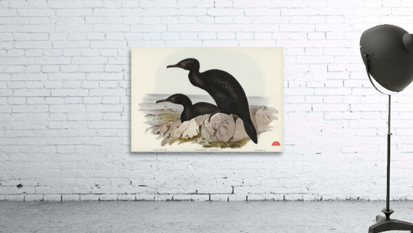 Groove-billed Cormorant Phalacrocorax sulcirostris illustrated by Elizabeth Gould 1804–1841 for John Gould’s 1804-1881 Birds of Australia  Wall Preview