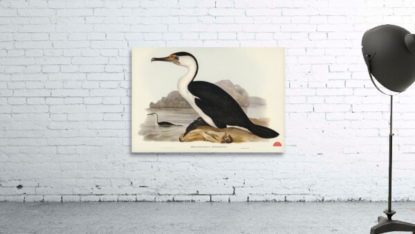 Pied Cormorant Phalacrocorax hypoleucus illustrated by Elizabeth Gould 1804–1841 for John Gould’s 1804-1881 Birds of Australia  Wall Preview