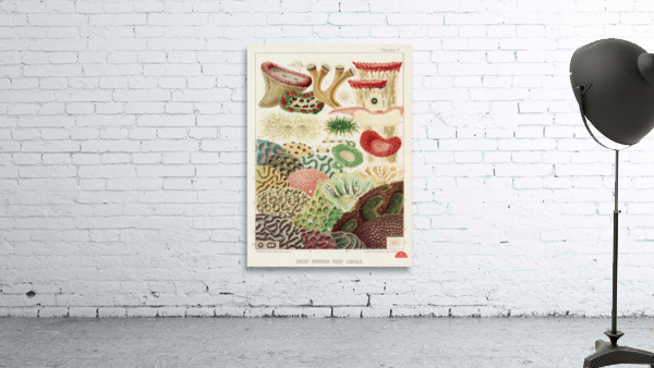 Great Barrier Reef Corals from The Great Barrier Reef of Australia 1893 by William Saville-Kent 1845-1908. Fig 1: Trachyphyllia amaraniusFig 2 : Caulastroea DistortaFig 3 : Mussa CorymbosaFig 4 : Mussa MultilobataFig 5 : PrionastroeaFig 6 : Favia Bo Wall Preview