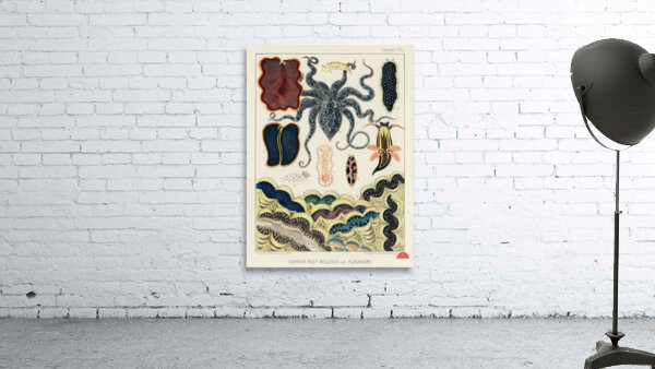 Barrier Reef Molluscs and Planarians from The Great Barrier Reef of Australia 1893 by William Saville-Kent 1845-1908. Fig 1: Flat worm Pseudoceros KentiiFig 2: Planarian Pseudoceros DimidiatusFig 3: Blue spotted Octopus Octopus PictusFig 4: Sea-hare A Wall Preview