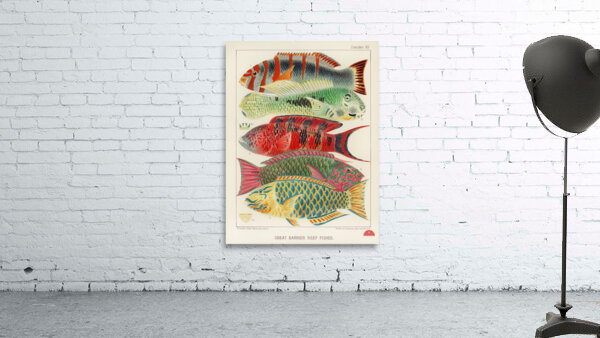 Great Barrier Reef Fishes from The Great Barrier Reef of Australia 1893 by William Saville-Kent 1845-1908.  Fig 1: Orange banded parrot fish Xiphochilus Fasciatus Fig 2: Hodgkinson&39s parrot fish Choerops Hodgkinsonii Fig 3: Scarlet banded Parrot fish C Wall Preview