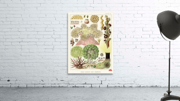 Great Barrier Reef Anemones from The Great Barrier Reef of Australia 1893 by William Saville-Kent 1845-1908. Fig 1 : Palythoa caesiaFig 2 : Rhodactis HowesiiFig 3 : Haterodactyla HemprichiiFig 4 : Acrozoanthus australioeFig 5 : phymanthus muscorumFi Wall Preview