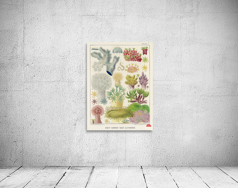 Barrier Reef Anemones from The Great Barrier Reef of Australia 1893 by William Saville-Kent 1845-1908.  Wall Preview