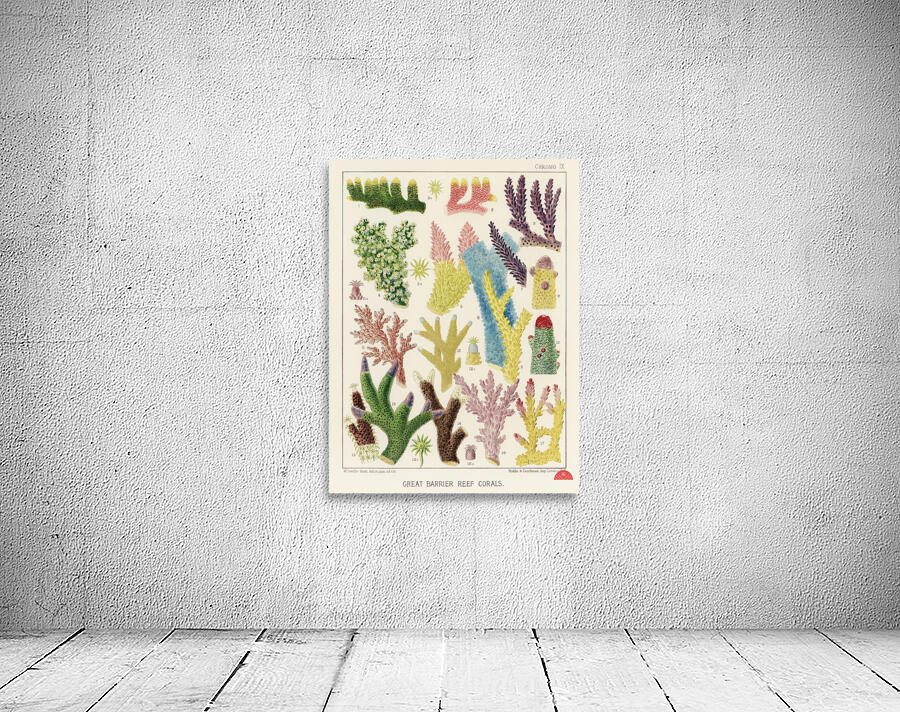 Great Barrier Reef Corals from The Great Barrier Reef of Australia 1893 by William Saville-Kent 1845-1908. Fig 1-2: Madrepora ProstrataFig 3: Madrepora KentiFig 4: Madrepora OrnataFig 5: Madrepora DecipiensFig 6: Mdrepora LaxaFig 7: Madrepora secund Wall Preview