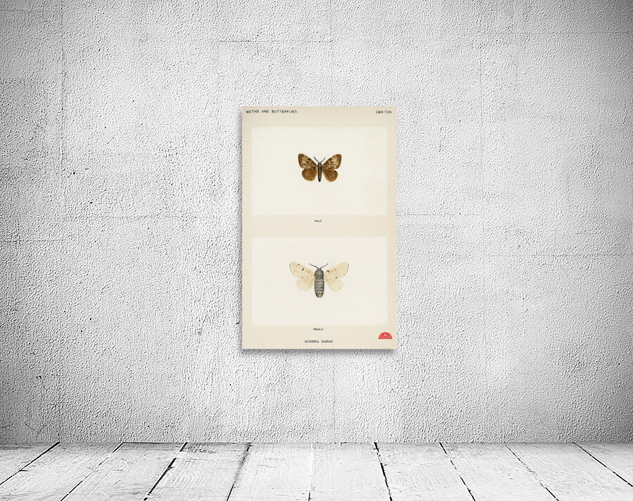 Gypsy Moth - Male Female Ocneria Dispar from Moths and Butterflies of the United States 1900 by Sherman F. Denton 1856-1937.  Wall Preview