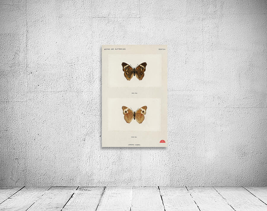 Buckeye Junonia Coenia from Moths and butterflies of the United States 1900 by Sherman F. Denton 1856-1937.  Wall Preview