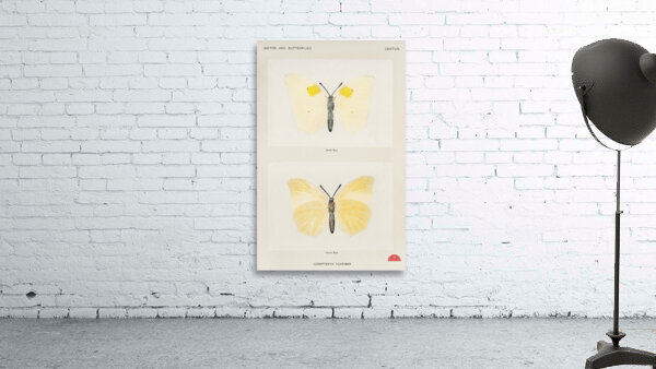 Aphrodite Fritillary Argynnis Aphrodite from Moths and butterflies of the United States 1900 by Sherman F. Denton 1856-1937.  Wall Preview