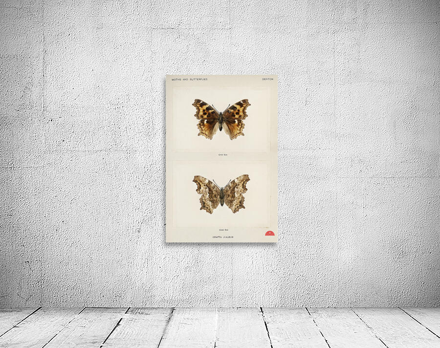 Compton Tortoiseshell Grapta J-Album from Moths and butterflies of the United States 1900 by Sherman F. Denton 1856-1937.  Wall Preview