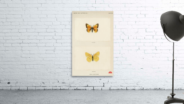Orange Sulphur Colias Eurytheme from Moths and butterflies of the United States 1900 by Sherman F. Denton 1856-1937.  Wall Preview