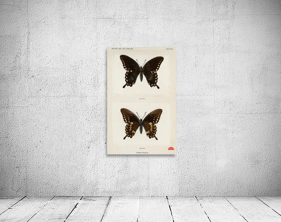 Spicebush Swallowtail Papilio Troilus from Moths and butterflies of the United States 1900 by Sherman F. Denton 1856-1937.  Wall Preview