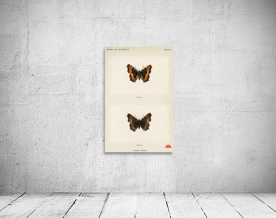 Fire-rim Tortoiseshell Vanessa Milberti from Moths and butterflies of the United States 1900 by Sherman F. Denton 1856-1937.  Wall Preview