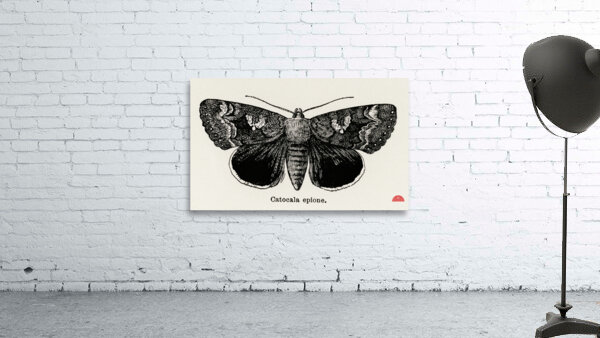 Epione Underwing Catocala epione from Moths and butterflies of the United States 1900 by Sherman F. Denton 1856-1937.  Wall Preview