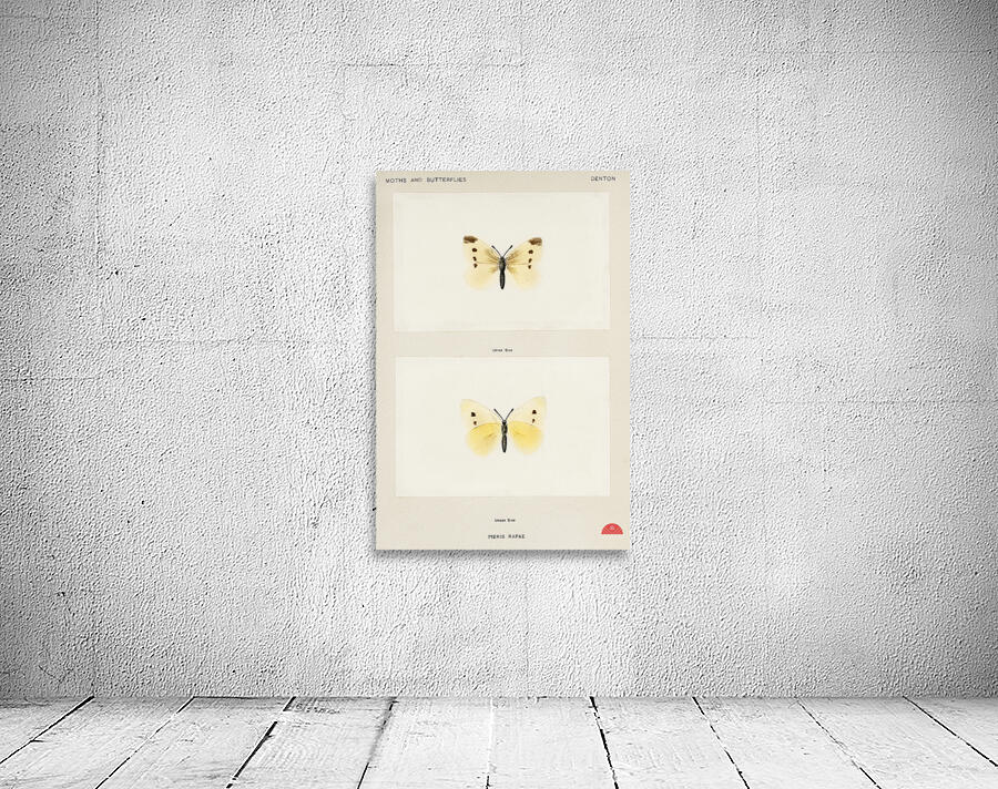 Small Cabbage White Pieris Rapae from Moths and butterflies of the United States 1900 by Sherman F. Denton 1856-1937.  Wall Preview