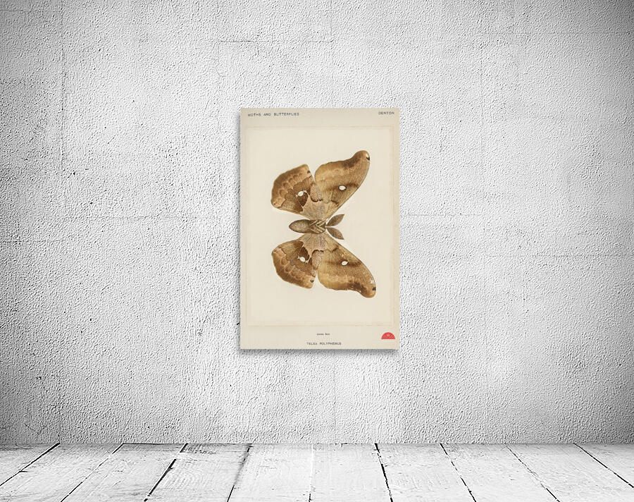 Polyphemus Moth Telea Polyphemus from Moths and Butterflies of the United States 1900 by Sherman F. Denton 1856-1937.  Wall Preview