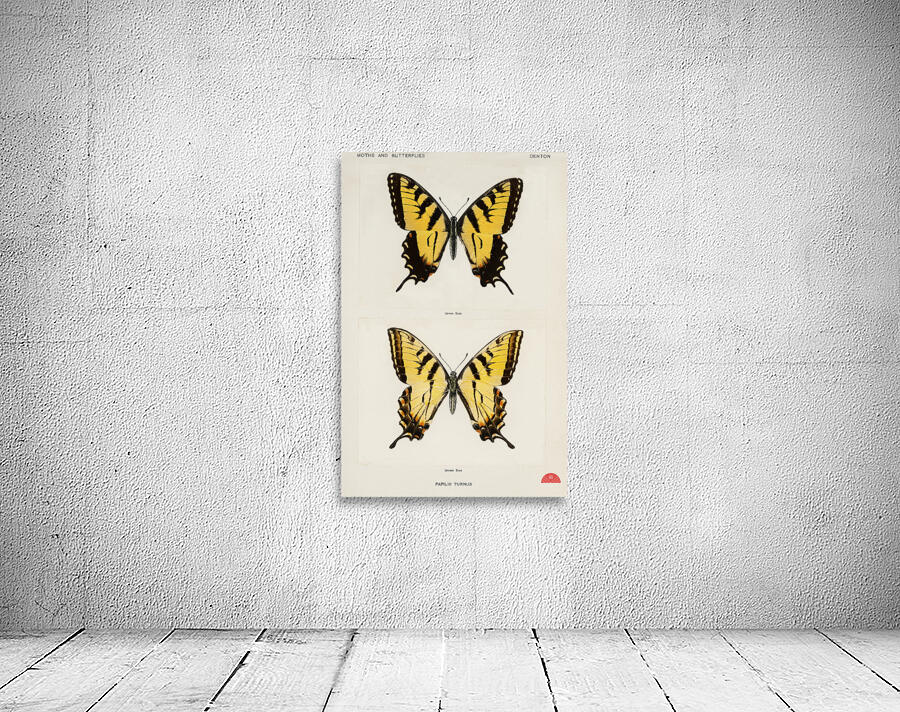Eastern Tiger Swallowtail Papilio Turnus from Moths and butterflies of the United States 1900 by Sherman F. Denton 1856-1937.  Wall Preview