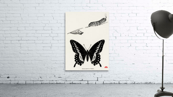 Metamorphosis of Papilio Butterfly from Moths and butterflies of the United States 1900 by Sherman F. Denton 1856-1937.  Wall Preview