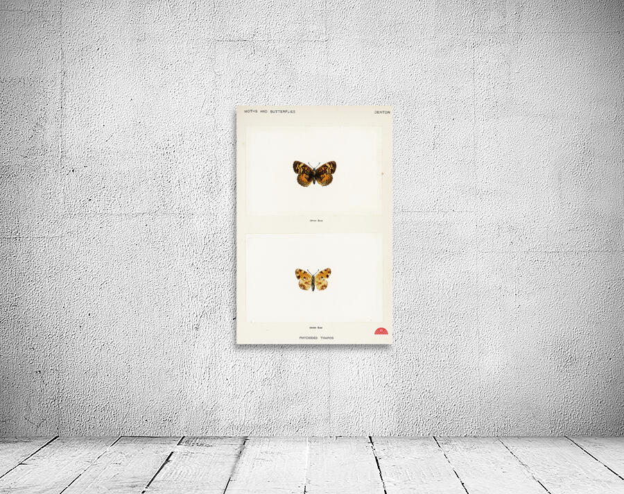 Pearl Crescent Phyciodes Tharos from Moths and butterflies of the United States 1900 by Sherman F. Denton 1856-1937.  Wall Preview