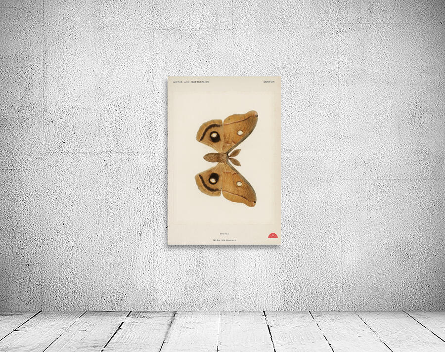 Polyphemus Moth Telea Polyphemus from Moths and Butterflies of the United States 1900 by Sherman F. Denton 1856-1937.  Wall Preview