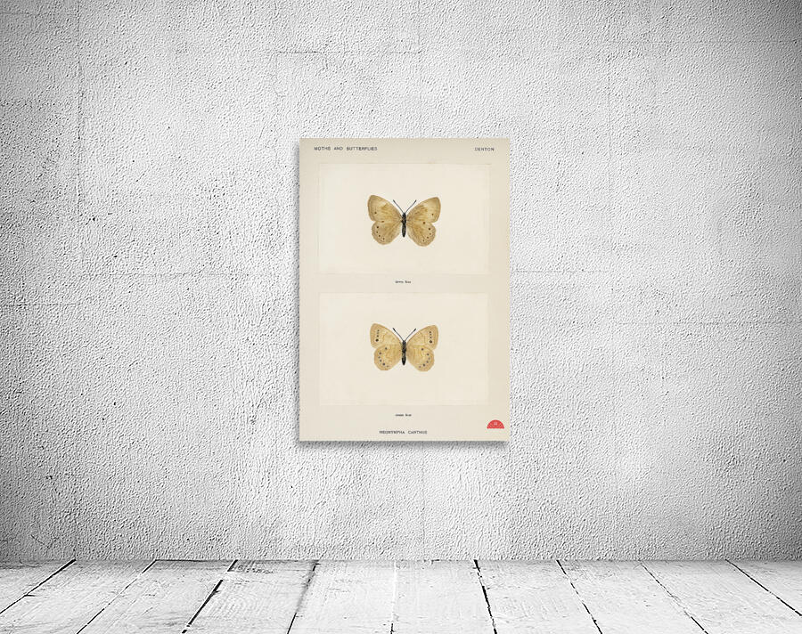 Eyed Brown Butterfly Neonympha Canthus from Moths and Butterflies of the United States 1900 by Sherman F. Denton 1856-1937.  Wall Preview