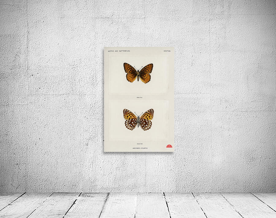 Atlantis Fritillary Argynnis Atlantis from Moths and butterflies of the United States 1900 by Sherman F. Denton 1856-1937.  Wall Preview