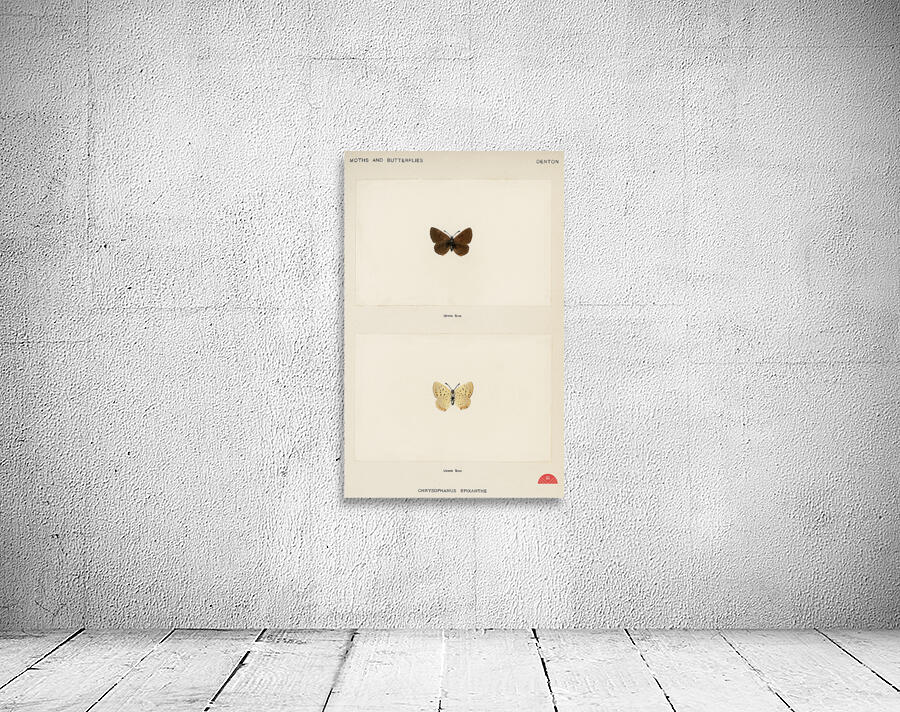 Giant Swallowtail Papilio Cresphontes from Moths and butterflies of the United States 1900 by Sherman F. Denton 1856-1937.  Wall Preview