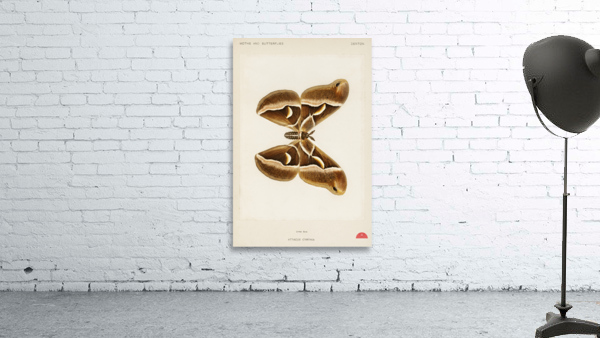 Ailanthus Silkmoth Attacus Cynthia from Moths and Butterflies of the United States 1900 by Sherman F. Denton 1856-1937.  Wall Preview