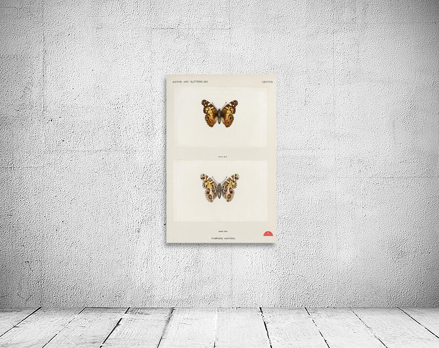 Pyrameis Huntera Brazilian painted lady from Moths and butterflies of the United States 1900 by Sherman F. Denton 1856-1937.  Wall Preview