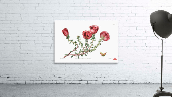 Dr. Gillies purslane from Edwards Botanical Register 1829-1847  by Sydenham Edwards John Lindley and James Ridgway. Wall Preview