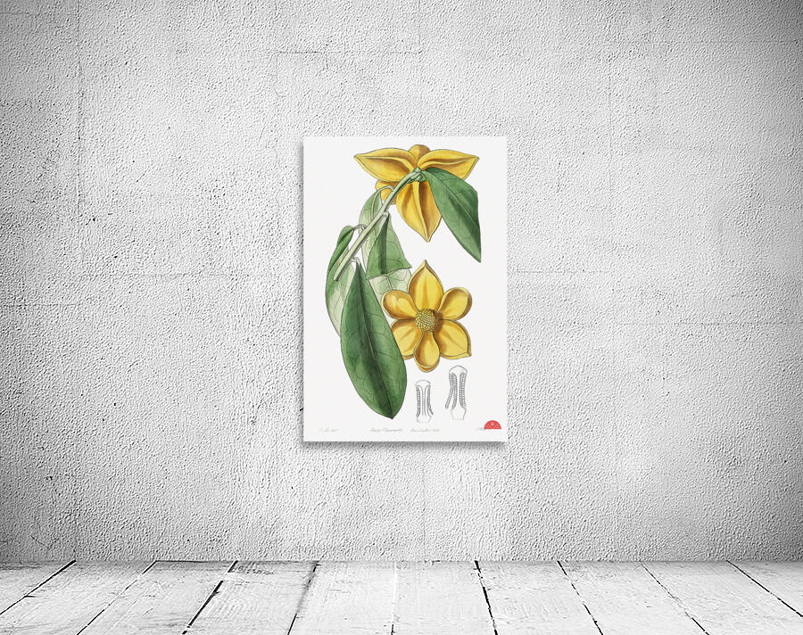 Laurel-leaved custard apple from Edwards Botanical Register 1829-1847  by Sydenham Edwards John Lindley and James Ridgway. Wall Preview