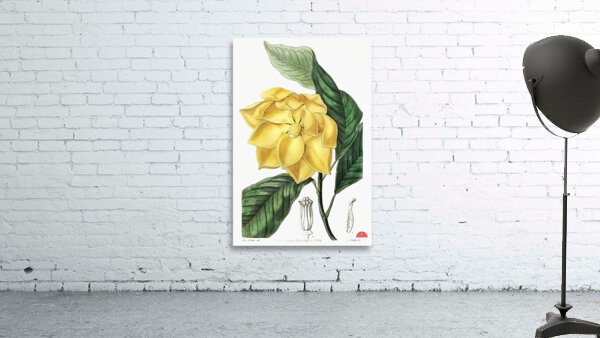 De Candolles talaum tree from Edwards Botanical Register 1829-1847  by Sydenham Edwards John Lindley and James Ridgway. Wall Preview