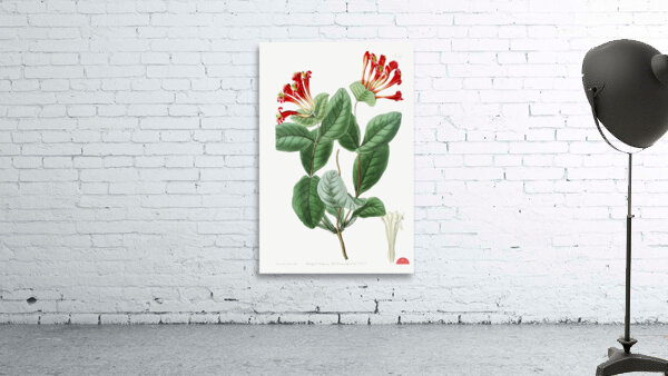 The north-west honeysuckle from Edwards Botanical Register 1829-1847  by Sydenham Edwards John Lindley and James Ridgway. Wall Preview