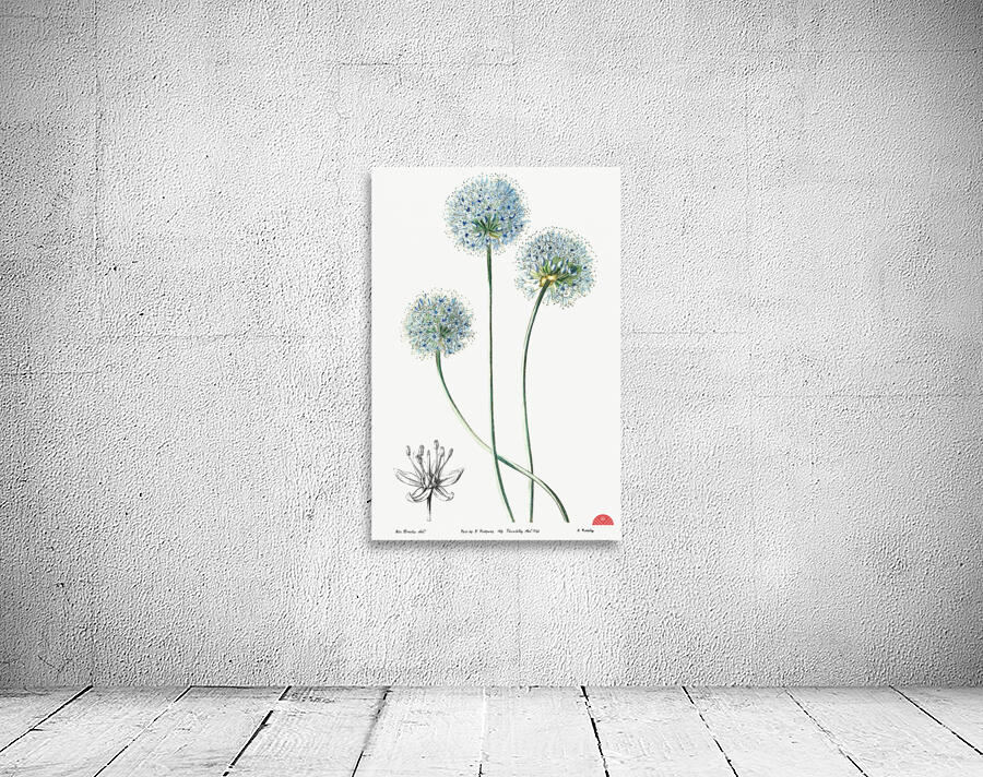 Blue leek from Edwards Botanical Register 1829-1847  by Sydenham Edwards John Lindley and James Ridgway. Wall Preview