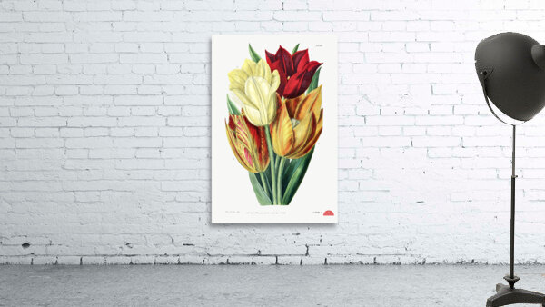 Rough stemmed tulip from Edwards Botanical Register 1829-1847  by Sydenham Edwards John Lindley and James Ridgway. Wall Preview