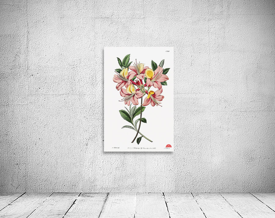 Changeable pontic azalea from Edwards Botanical Register 1829-1847  by Sydenham Edwards John Lindley and James Ridgway. Wall Preview